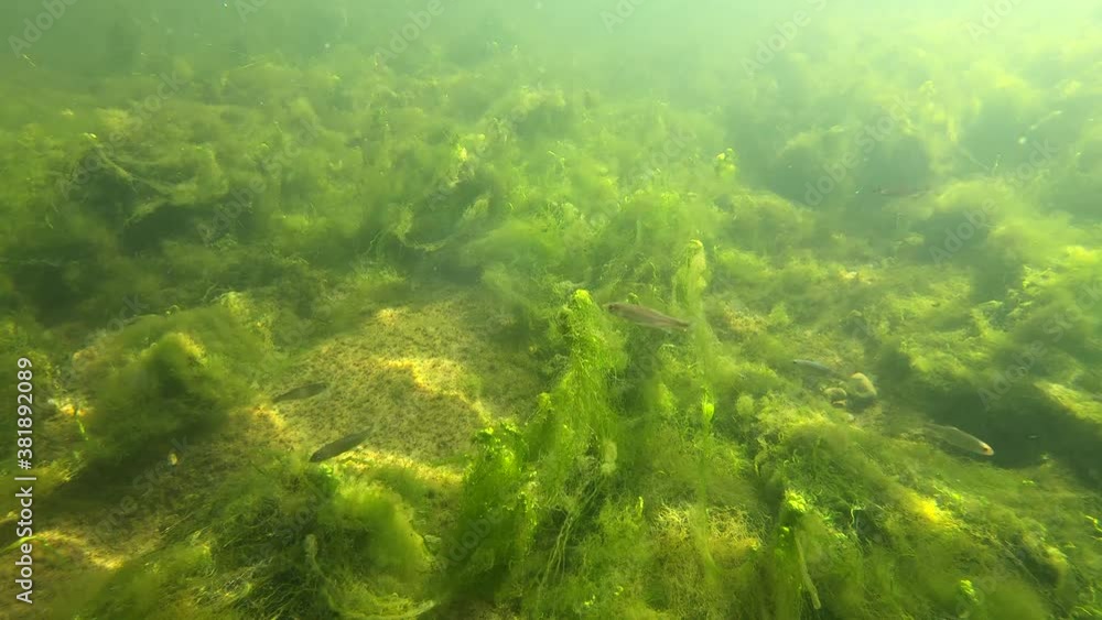 Underwater shot of green algae and small fish in the Neckar river in Tübingen, Germany Underwater shot of green algae and small fish in the Neckar river in Tübingen, Germany
