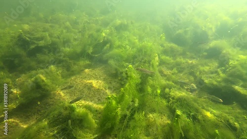 Underwater shot of green algae and small fish in the Neckar river in Tübingen, Germany