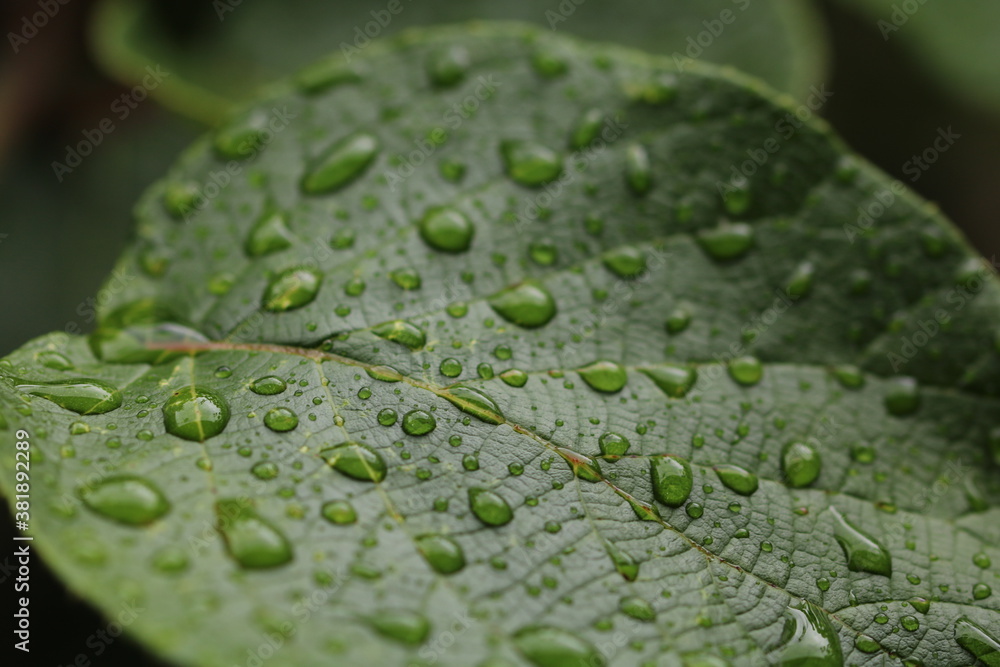 Blatt mit Regentropfen Blatt mit Regentropfen