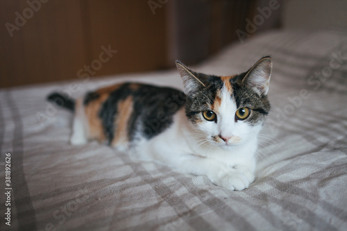The cat is sitting on the bed. Cat on a plaid blanket. Cozy photo with a cat. Pets. Portrait of a beautiful cat.
