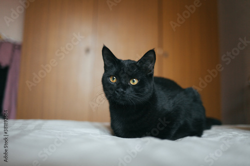 A beautiful black cat. black cat lies on the bed. The black cat lies on a plaid blanket. The cat looks surprised. Pets. 