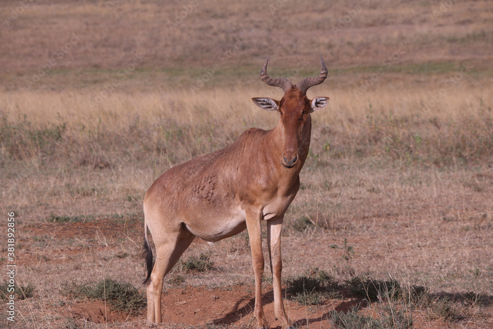 Fototapeta premium Impala Antelope in Nairobi National Park 