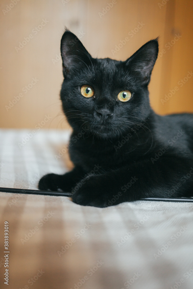 A beautiful black cat. black cat lies on the bed. The black cat lies on a plaid blanket. The cat looks surprised. Pets.
