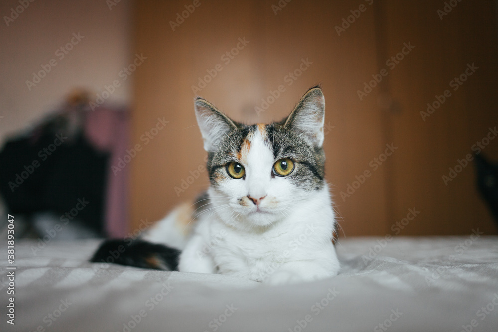 The cat is sitting on the bed. Cat on a plaid blanket. Cozy photo with a cat. Pets. Portrait of a beautiful cat.
