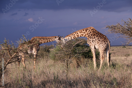 Giraffe in Nairobi National Park photo