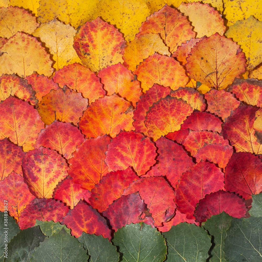 Autumn background of multicolored aspen fall leaves. Autumn background of multicolored aspen fall leaves.