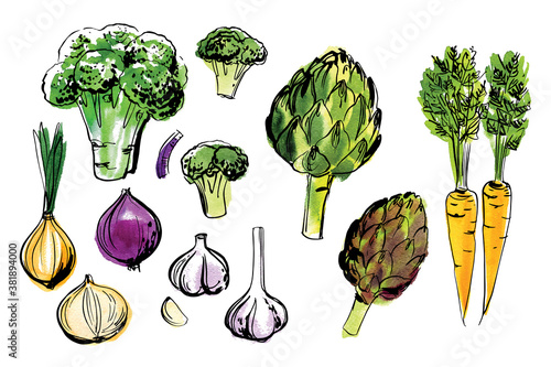 Sketch of food vegetables by line and watercolor. Broccoli, artichoke, carrot, onion, garlic