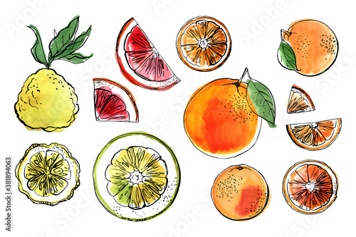 Citrus. Black line drawn on a white background. Color vector drawing of fruits. Kaffir lime, pomelo, grapefruit, orange