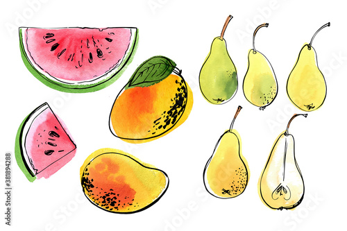 Vector light fruit line watercolor on white background. Watermelon, pear, mango