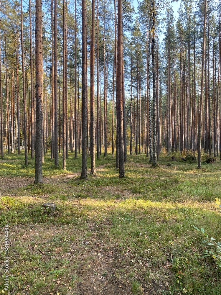 Obraz premium autumn in the forest