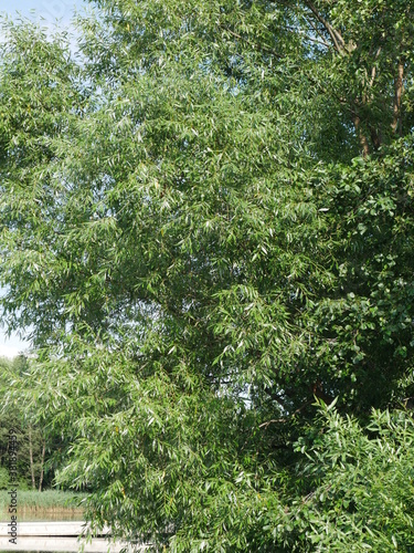 tree foliage in summer in the village