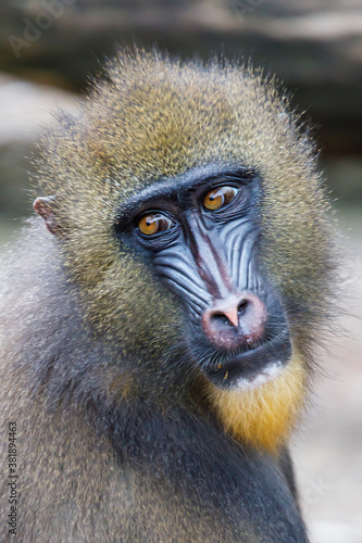 A mandrill monkey (Mandrillus sphinx) © Edwin Butter