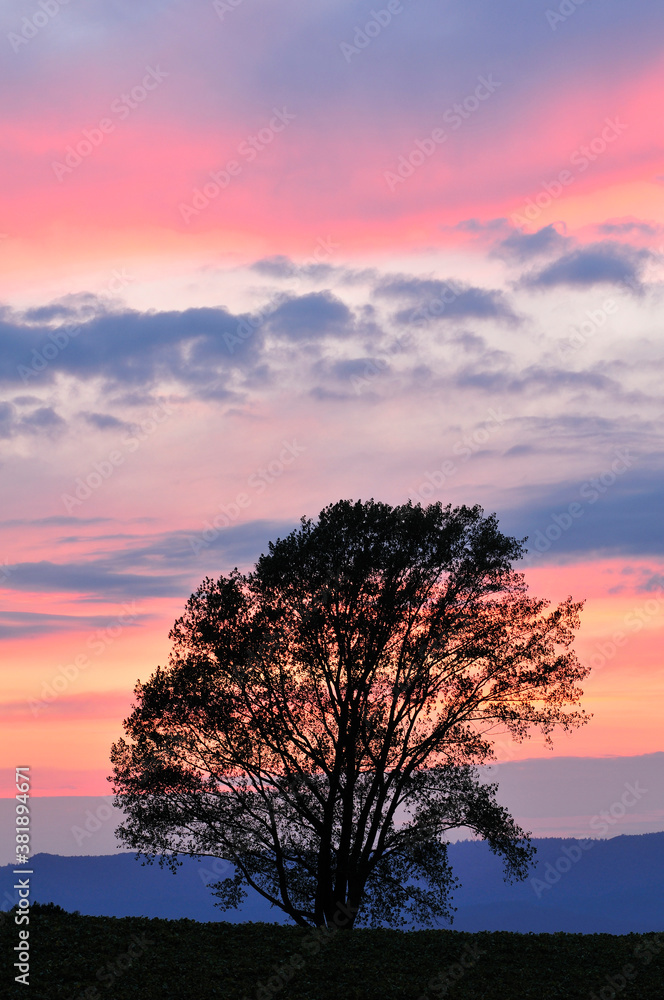 Obraz premium 哲学の木