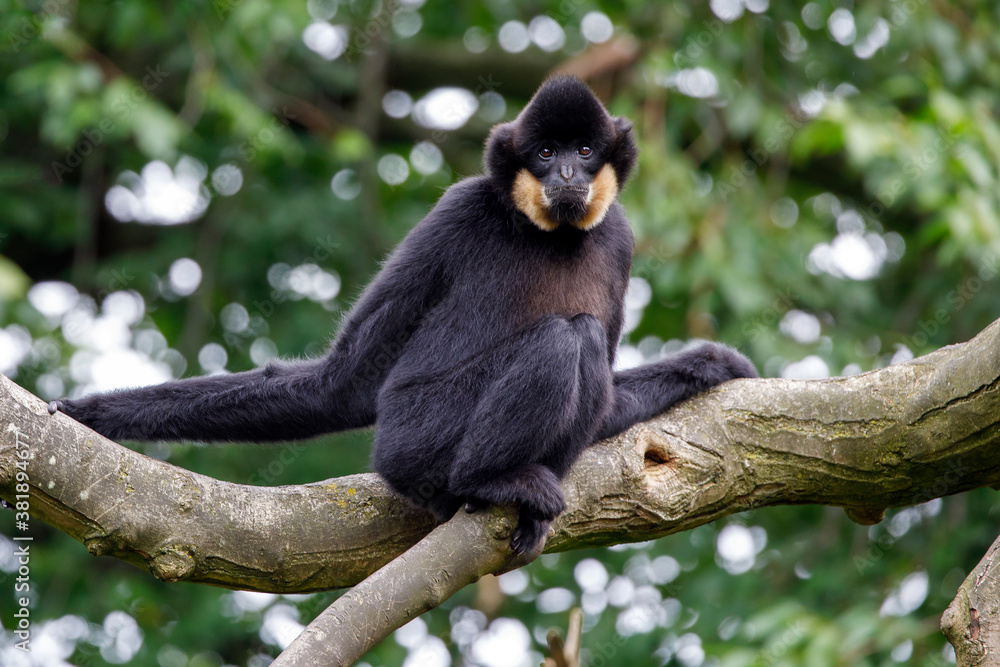 Obraz premium close image of a Gibbon (Nomascus gabriellae) monkey in the forest
