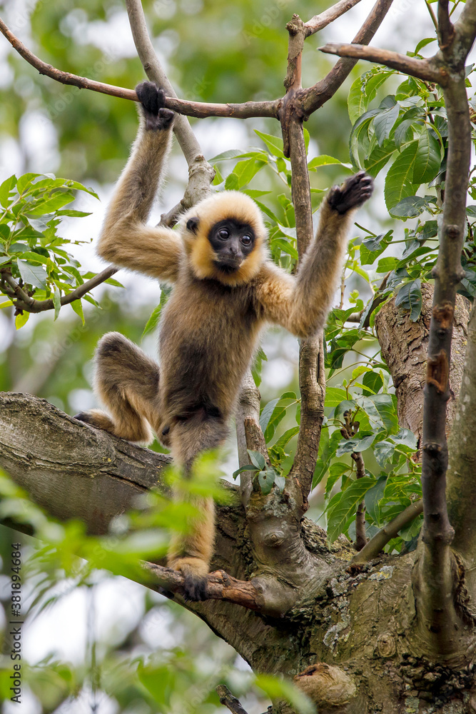 Obraz premium close image of Yellow Cheeked Gibbon monkey (Nomascus Gabriallae)