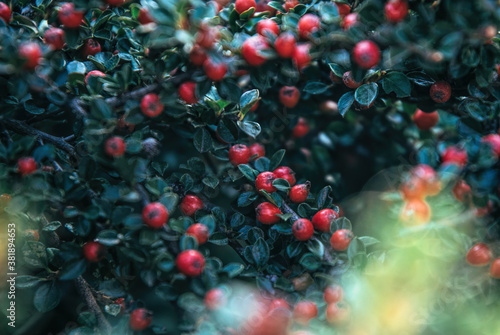 Red autumn berries of red Firethorn. Autumn beautiful background