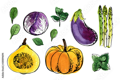 Sketch of food vegetables by line and watercolor. Pumpkin, eggplant, asparagus, basil, spinach