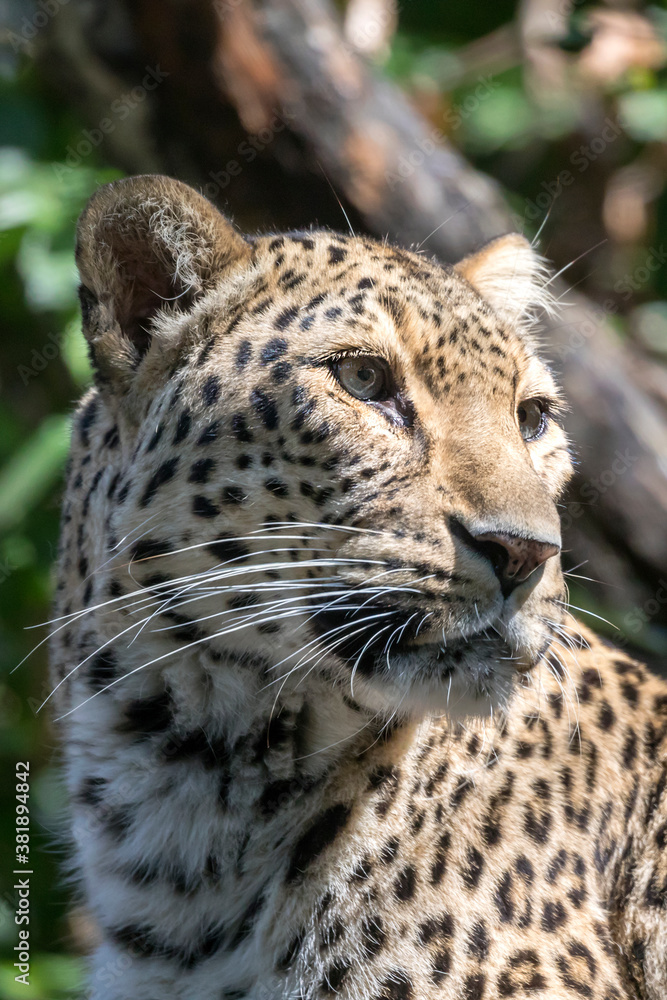 Fototapeta premium cute leopard (Panthera pardus) close up shot