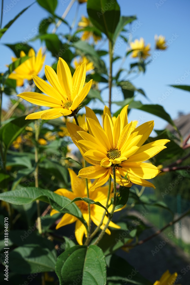 Jerusalem artichoke flowers growing in the sky
Jerusalem artichoke flowers growing in the sky