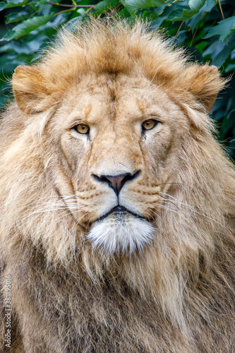 Close up shot of lion  Panthera Leo  head
