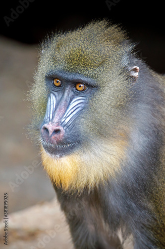 Male mandrill monkey (Mandrillus sphinx) © Edwin Butter