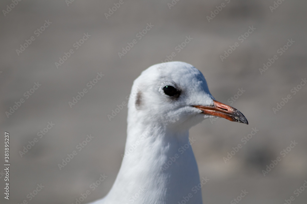 Kopf einer Möwe