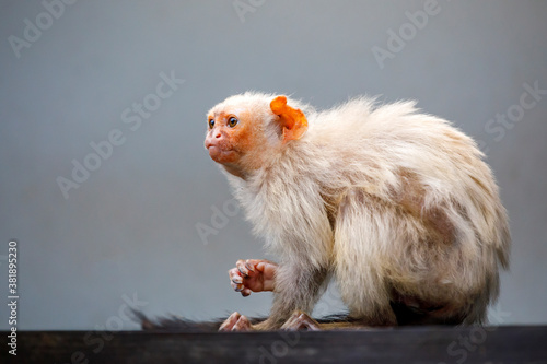 portrait of a silvery marmoset (Mico argentatus) in natural habitat