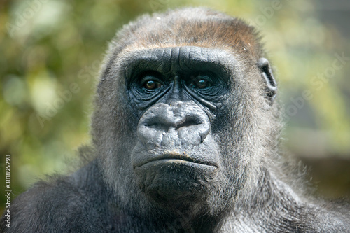 Close up portrait of Western Lowland Gorilla female (Gorilla Gorilla Gorilla)