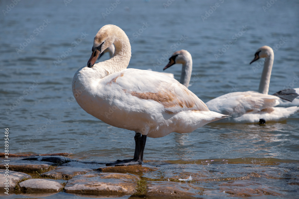 Zemun, Serbia - Swans of the Danube River Zemun, Serbia - Swans of the Danube River