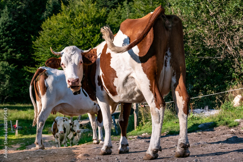 Vache sur le chemin © MARC MEINAU