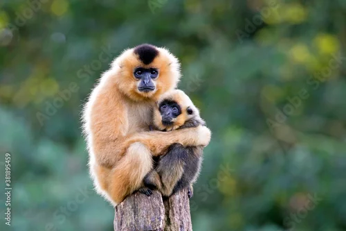 Obraz close image of Yellow Cheeked Gibbon monkey (Nomascus Gabriallae) mother with child in the forest