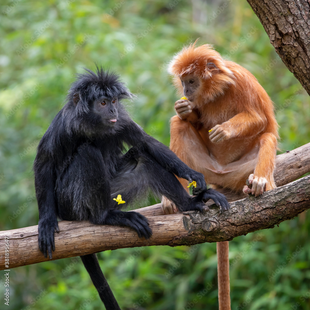 Obraz premium East Javan langur (Trachypithecus auratus) monkeys sitting on tree