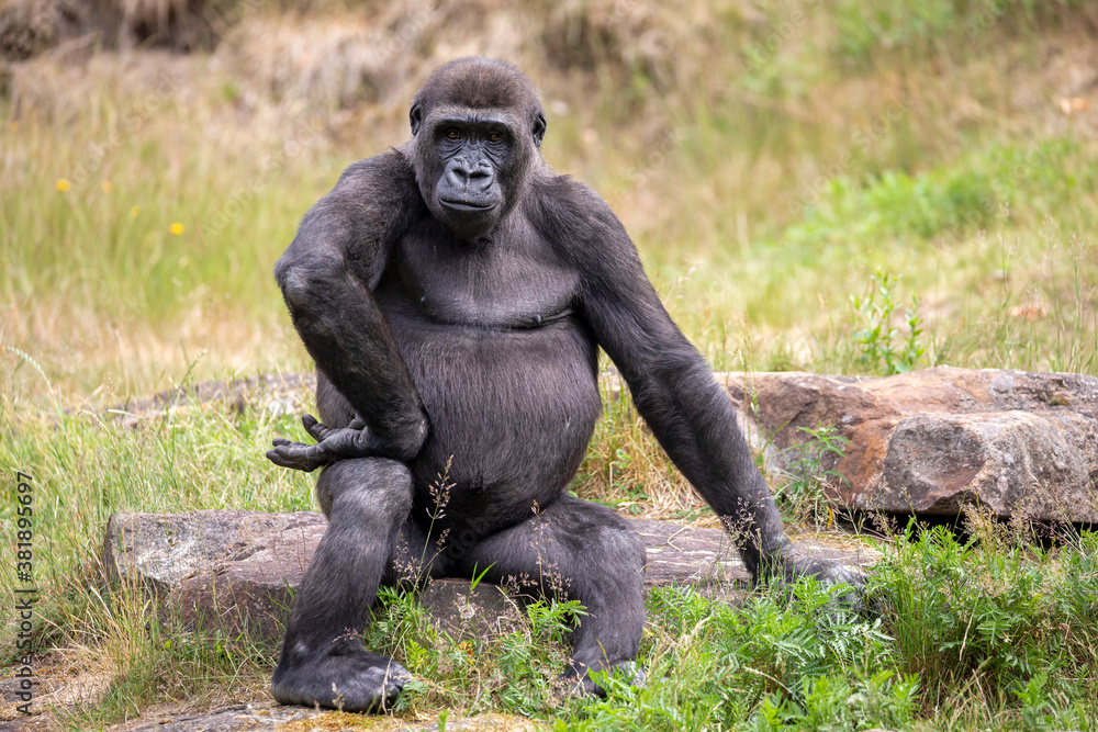 Close up portrait of young male Western Lowland Gorilla (Gorilla Gorilla Gorilla) Close up portrait of young male Western Lowland Gorilla (Gorilla Gorilla Gorilla)