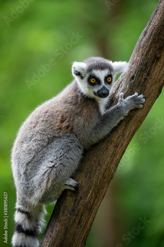 Close up of Ring Tailed Lemur (lemur catta) © Edwin Butter