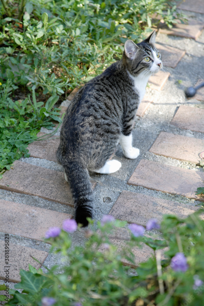 Obraz premium 子猫