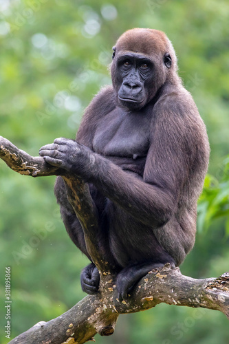 Close up portrait of young male Western Lowland Gorilla (Gorilla Gorilla Gorilla)