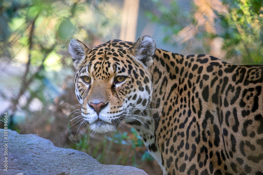 Closeup portrait of Jaguar (Panthera Onca) on blurred background Closeup portrait of Jaguar (Panthera Onca) on blurred background