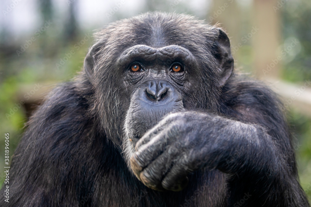 Close up portrait of Chimpanzee (Pan Troglodytes)