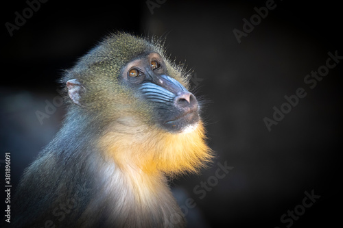 Male mandrill monkey (Mandrillus sphinx)