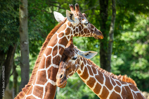 Fototapeta Naklejka Na Ścianę i Meble -  giraffe (Giraffa camelopardalis reticulata) animals together in summer nature