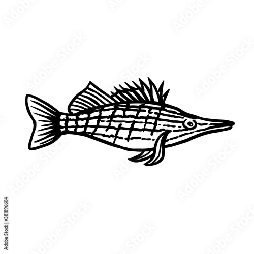 Ruff fish sketch style. Sea animal vector vintage illustration