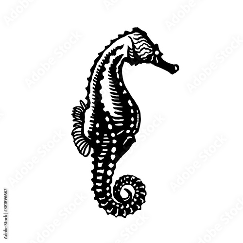 Seahorse sketch style. Sea animal vector vintage illustration