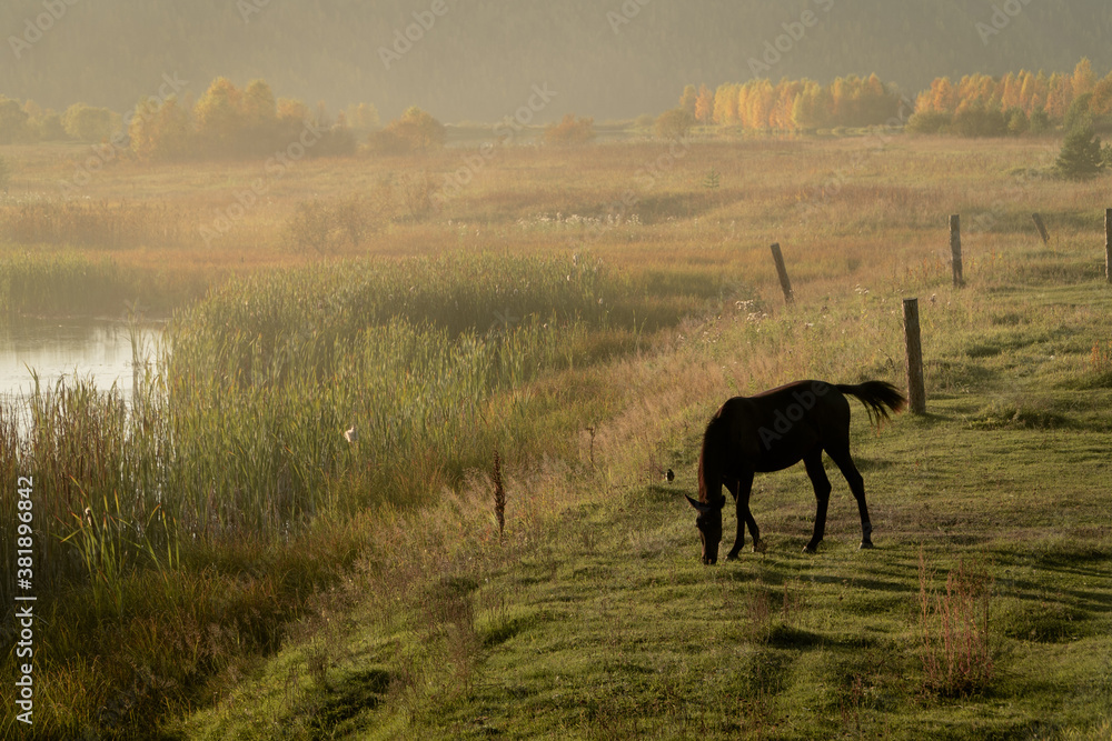 Naklejka premium horses in the evening