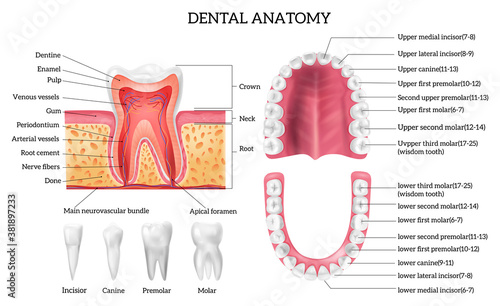 Tooth Anatomy Infographics