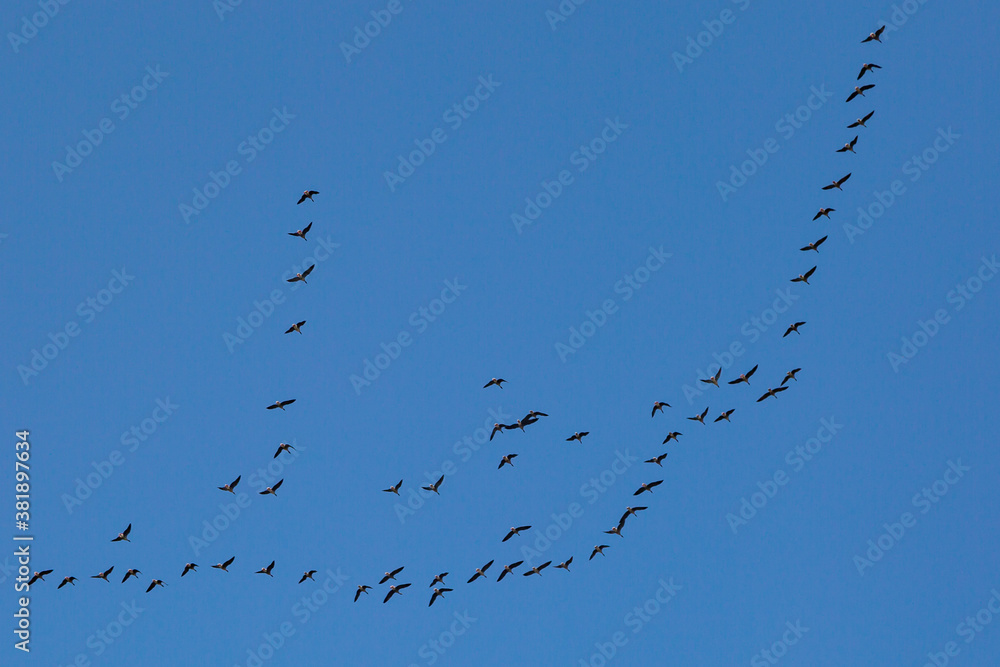 Geese in Flight