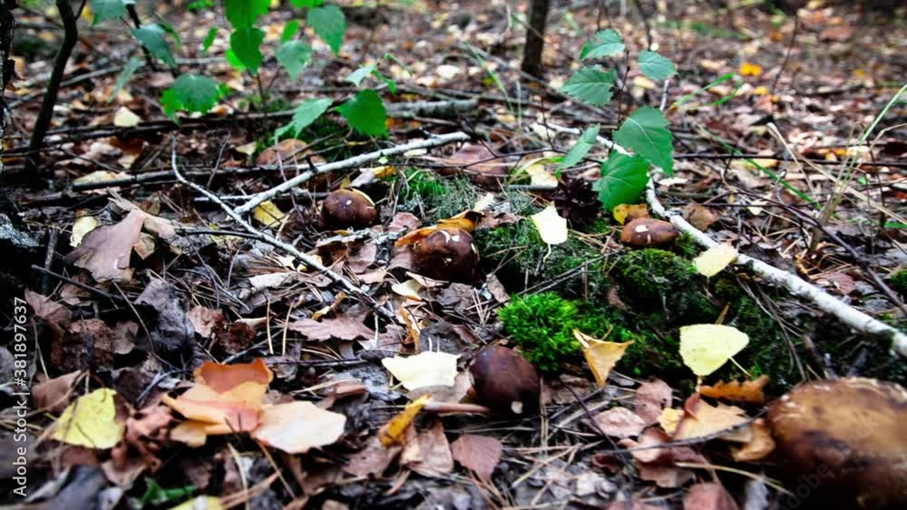Mushroom glade in the forest. Boletus badius. Mushrooms grow near green moss Mushroom glade in the forest. Boletus badius. Mushrooms grow near green moss