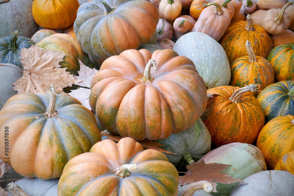 Assortment of pumpkin, close up. Bright fall colors, autumn leaves, top view.