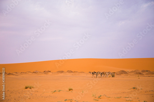 Pack of camels in sandy desert