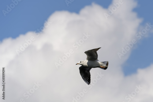 Black-headed gull (Chroicocephalus ridibundus) flying over Tilgate Park Lake photo