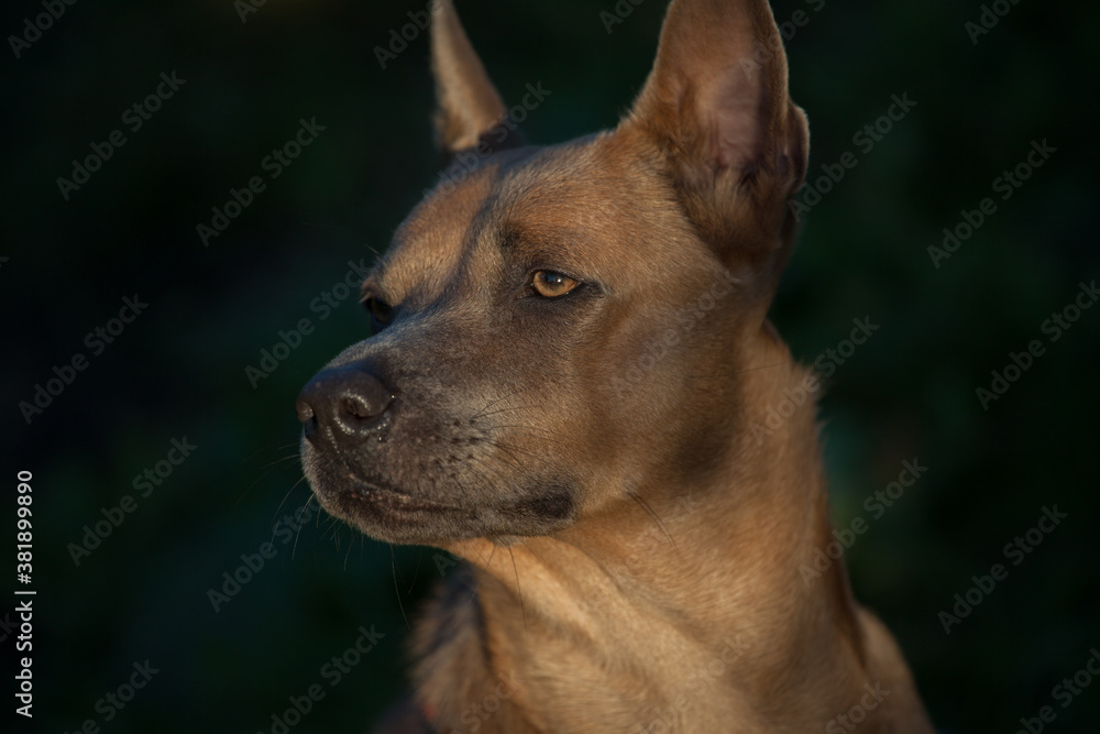 Dog of breed Thai Ridgeback red color